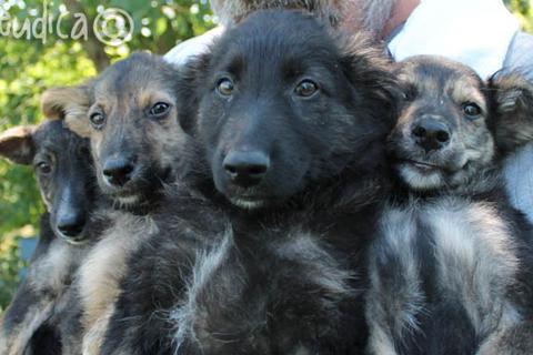 5 adorabili cuccioli